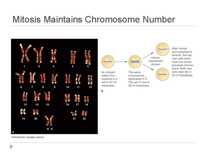 Mitosis Maintains Chromosome Number 