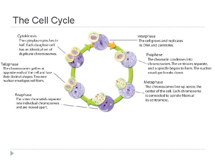 The Cell Cycle 