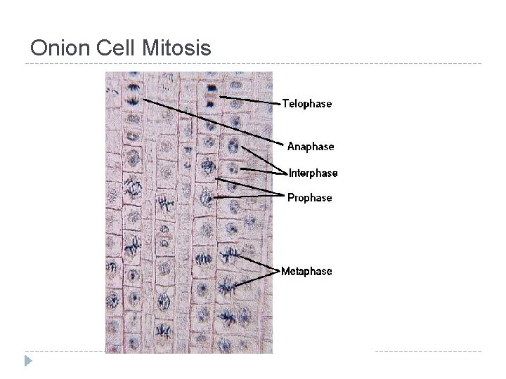 Onion Cell Mitosis 