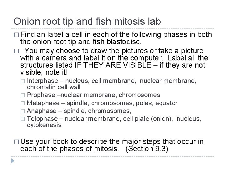 Onion root tip and fish mitosis lab � Find an label a cell in