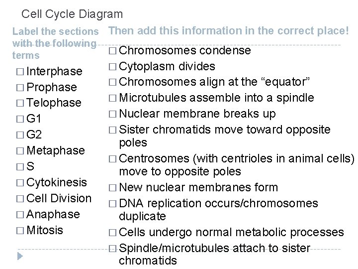 Cell Cycle Diagram Label the sections Then add this information in the correct place!