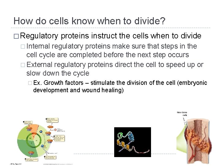 How do cells know when to divide? � Regulatory proteins instruct the cells when