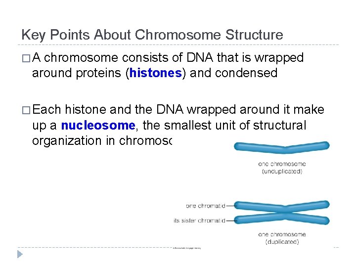 Key Points About Chromosome Structure �A chromosome consists of DNA that is wrapped around