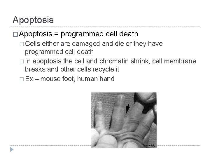 Apoptosis � Cells = programmed cell death either are damaged and die or they