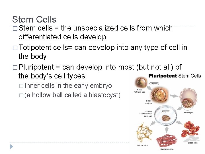 Stem Cells � Stem cells = the unspecialized cells from which differentiated cells develop
