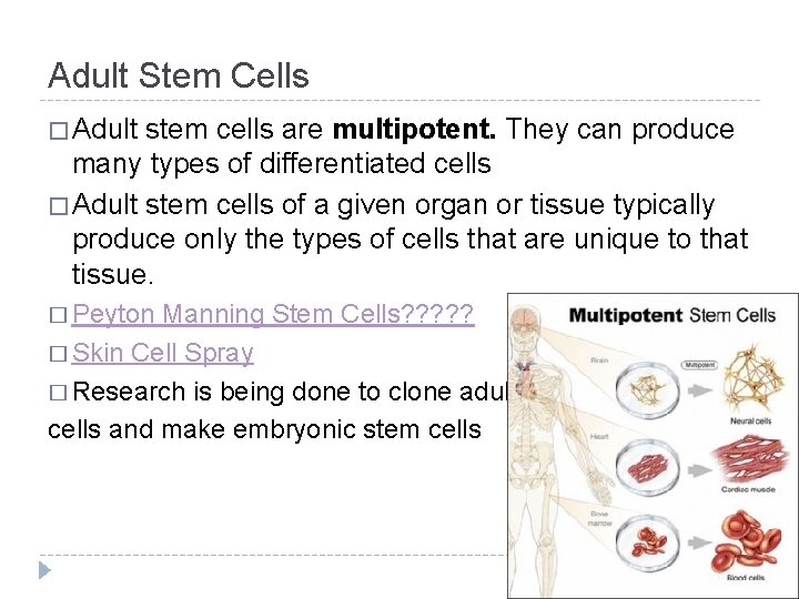 Adult Stem Cells � Adult stem cells are multipotent. They can produce many types