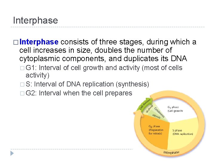 Interphase � Interphase consists of three stages, during which a cell increases in size,
