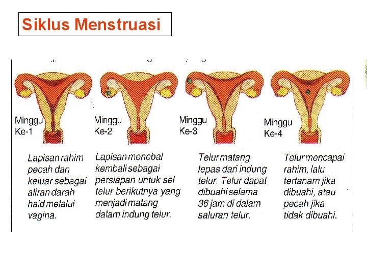 Siklus Menstruasi 