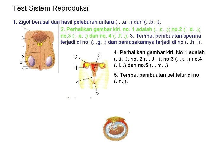 Test Sistem Reproduksi 1. Zigot berasal dari hasil peleburan antara (. . a. .