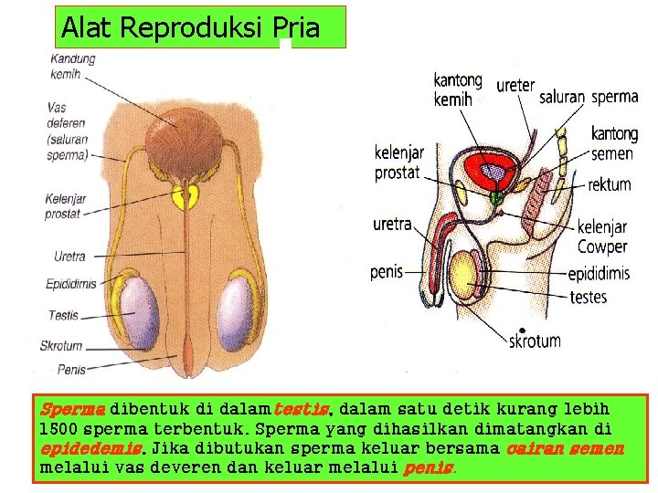 Alat Reproduksi Pria Sperma dibentuk di dalamtestis, dalam satu detik kurang lebih 1500 sperma