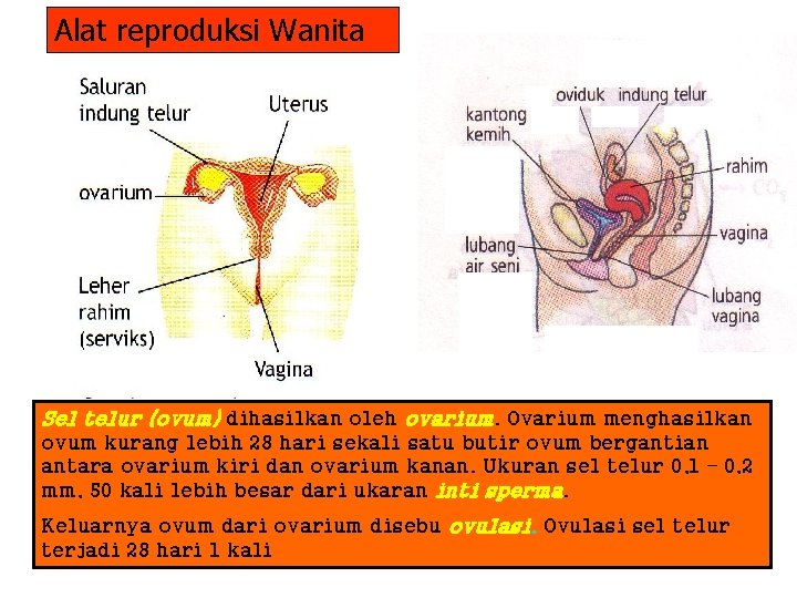 Alat reproduksi Wanita Sel telur (ovum) dihasilkan oleh ovarium. Ovarium menghasilkan ovum kurang lebih