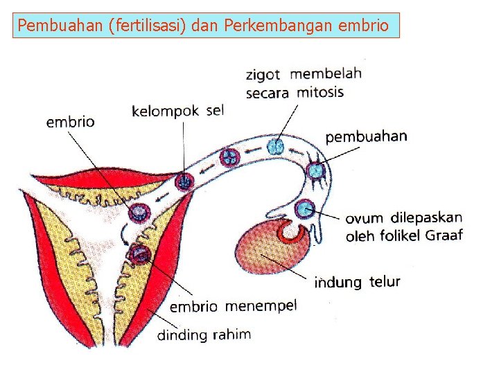 Pembuahan (fertilisasi) dan Perkembangan embrio 