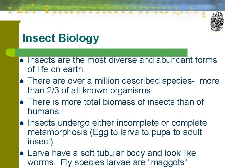 Insect Biology l l l Insects are the most diverse and abundant forms of
