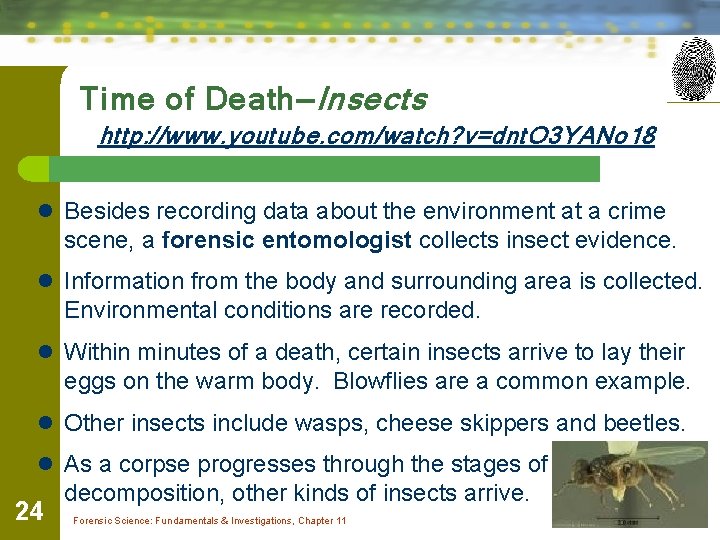 Time of Death—Insects http: //www. youtube. com/watch? v=dnt. O 3 YANo 18 l Besides