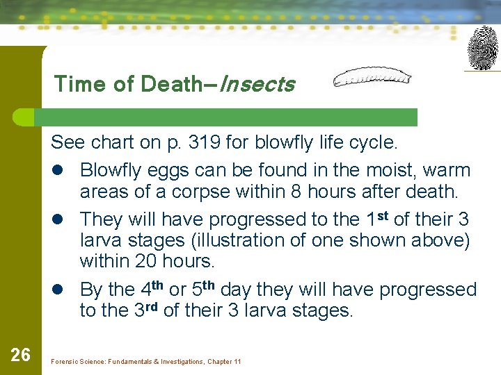 Time of Death—Insects See chart on p. 319 for blowfly life cycle. l Blowfly