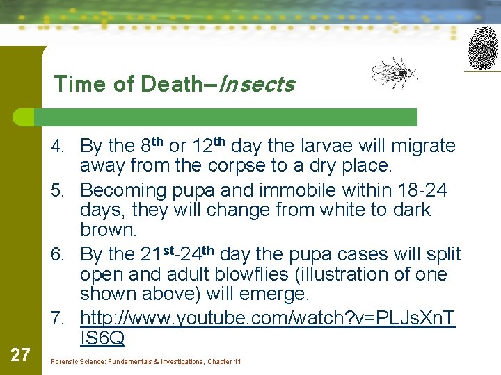 Time of Death—Insects 4. By the 8 th or 12 th day the larvae