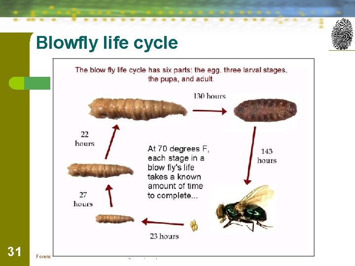 Blowfly life cycle 31 Forensic Science: Fundamentals & Investigations, Chapter 11 