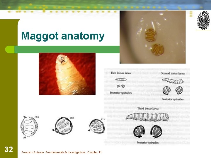 Maggot anatomy 32 Forensic Science: Fundamentals & Investigations, Chapter 11 