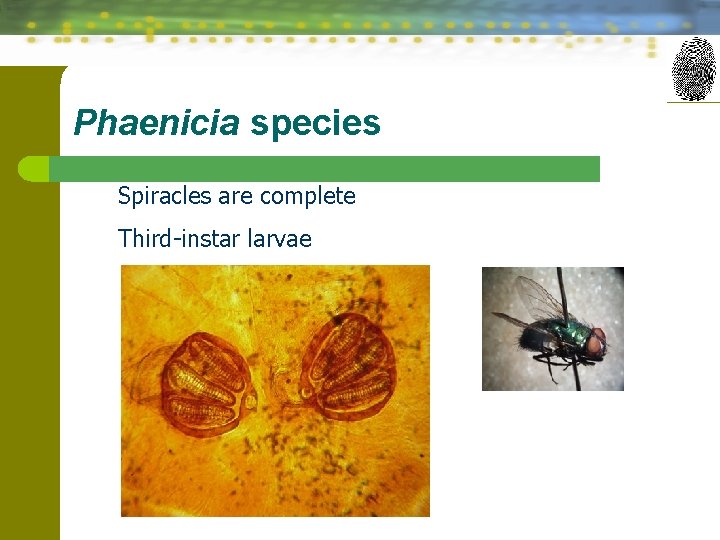 Phaenicia species Spiracles are complete Third-instar larvae 