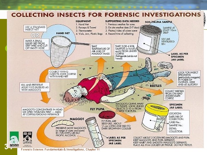 34 Forensic Science: Fundamentals & Investigations, Chapter 11 