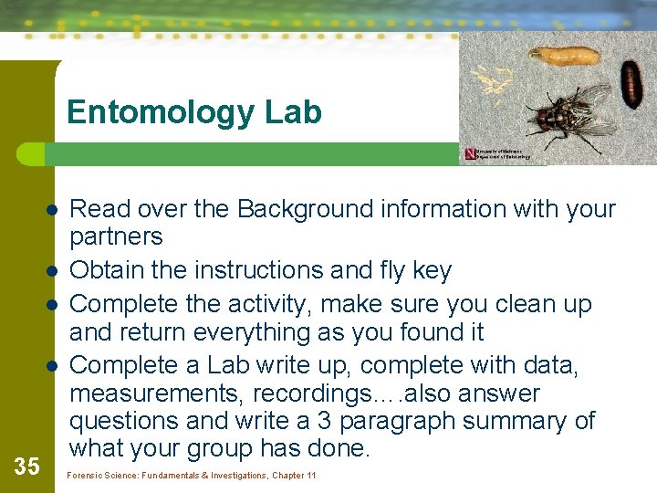 Entomology Lab l l 35 Read over the Background information with your partners Obtain