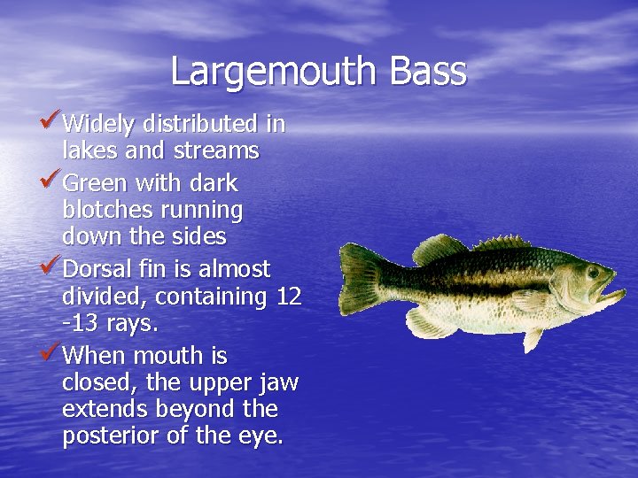 Largemouth Bass üWidely distributed in lakes and streams üGreen with dark blotches running down