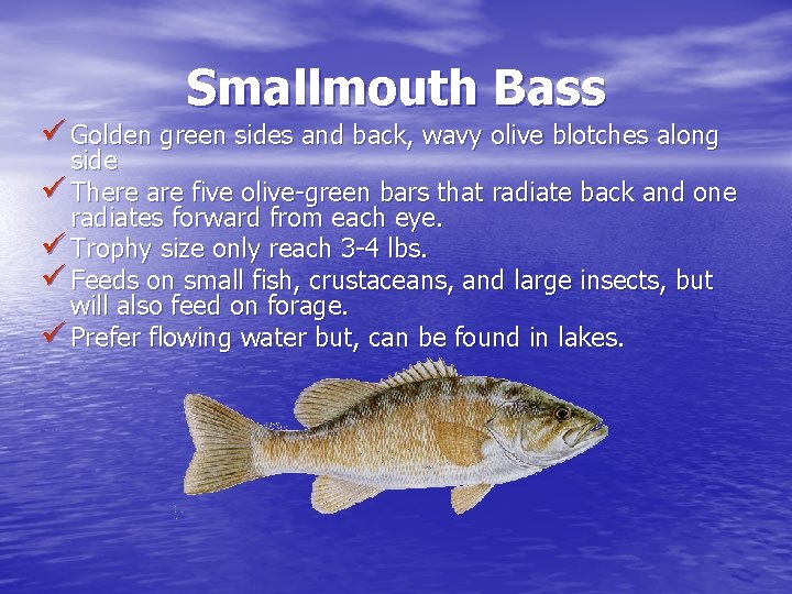 Smallmouth Bass ü Golden green sides and back, wavy olive blotches along side ü