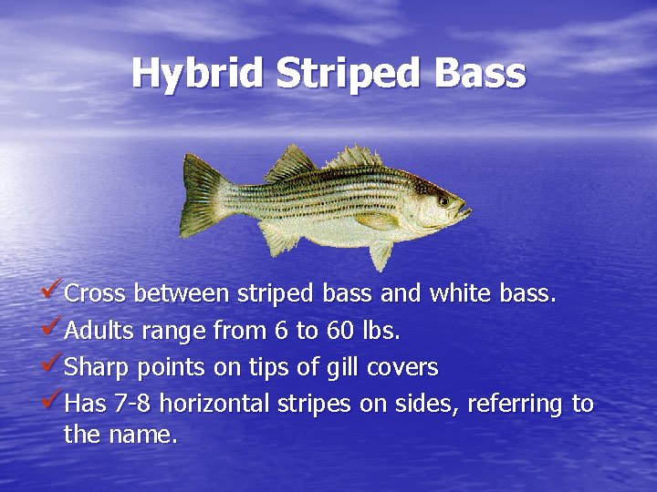 Hybrid Striped Bass üCross between striped bass and white bass. üAdults range from 6