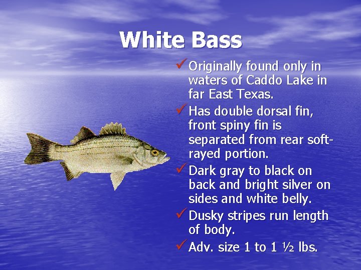 White Bass ü Originally found only in waters of Caddo Lake in far East