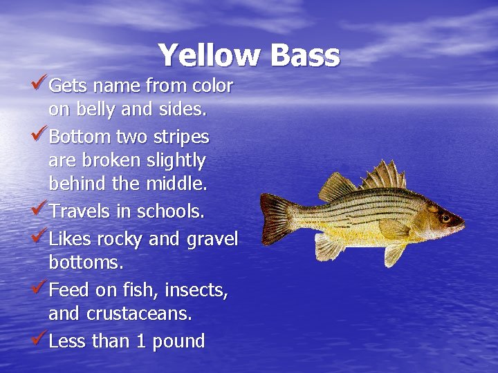 Yellow Bass üGets name from color on belly and sides. üBottom two stripes are