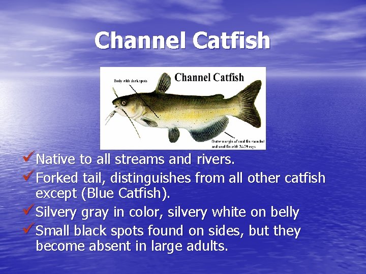 Channel Catfish üNative to all streams and rivers. üForked tail, distinguishes from all other