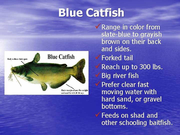 Blue Catfish ü Range in color from slate-blue to grayish brown on their back
