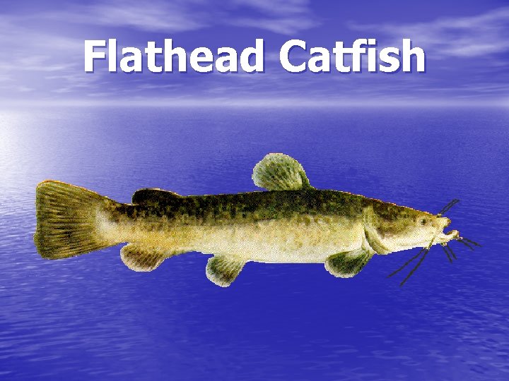 Flathead Catfish 