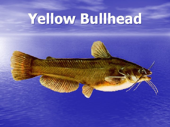 Yellow Bullhead 