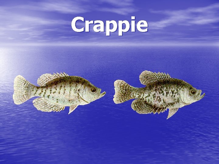 Crappie 