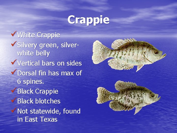 Crappie üWhite Crappie üSilvery green, silver- white belly üVertical bars on sides üDorsal fin