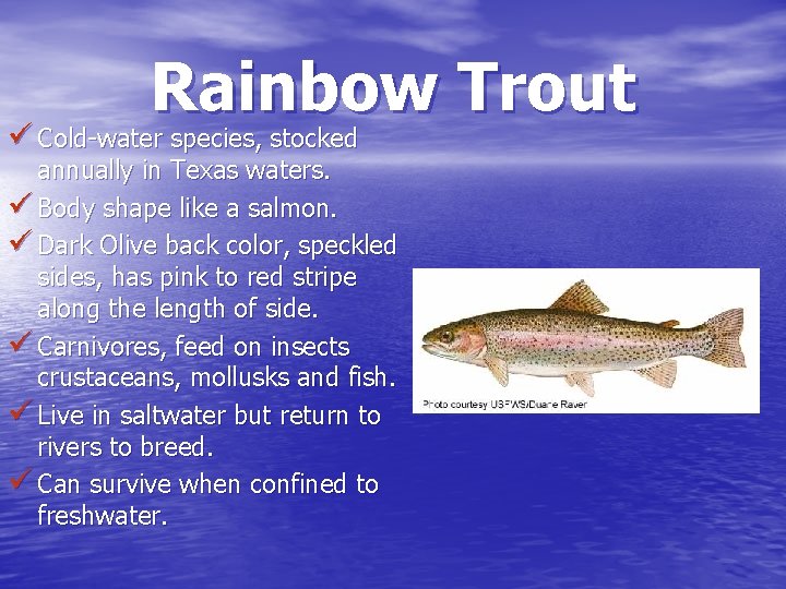 Rainbow Trout ü Cold-water species, stocked annually in Texas waters. ü Body shape like