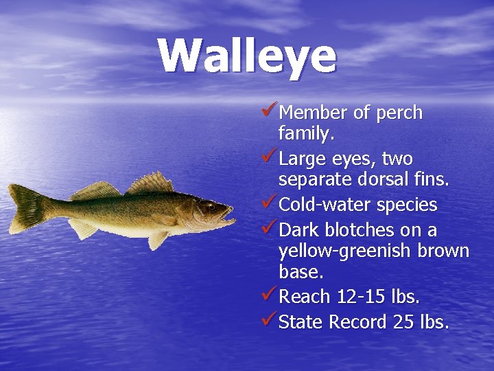 Walleye üMember of perch family. üLarge eyes, two separate dorsal fins. üCold-water species üDark