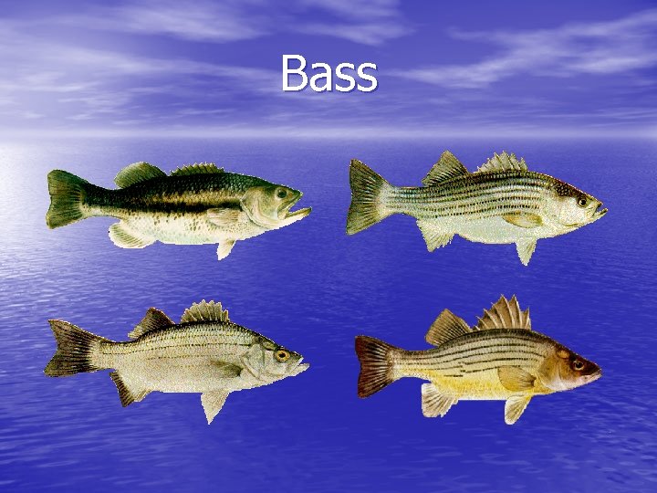 Bass 