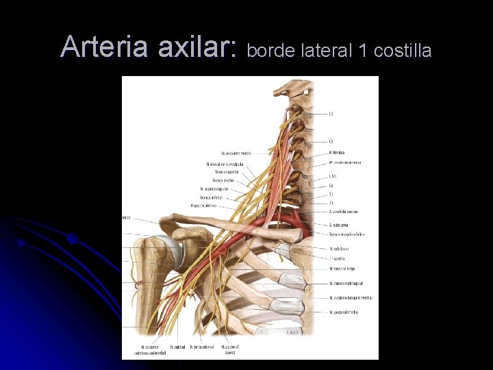 Arteria axilar: borde lateral 1 costilla 