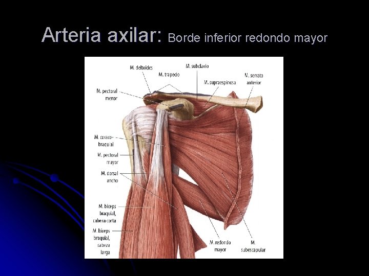 Arteria axilar: Borde inferior redondo mayor 