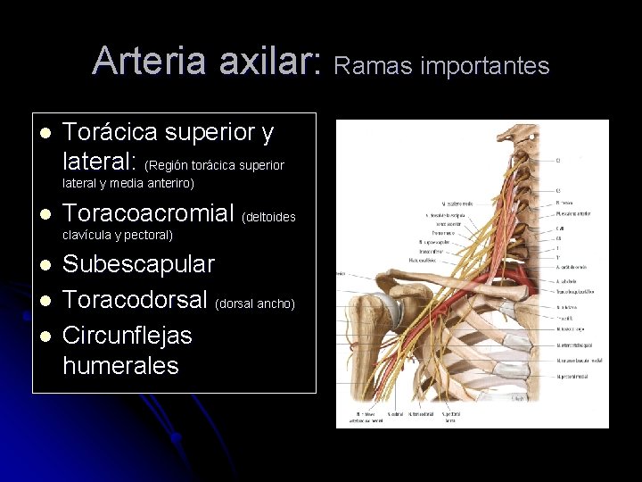 Arteria axilar: Ramas importantes l Torácica superior y lateral: (Región torácica superior lateral y