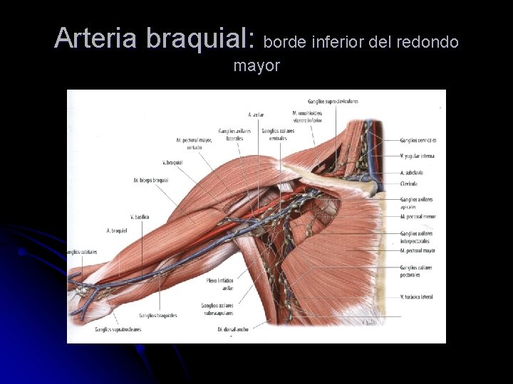 Arteria braquial: borde inferior del redondo mayor 