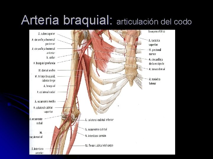 Arteria braquial: articulación del codo 