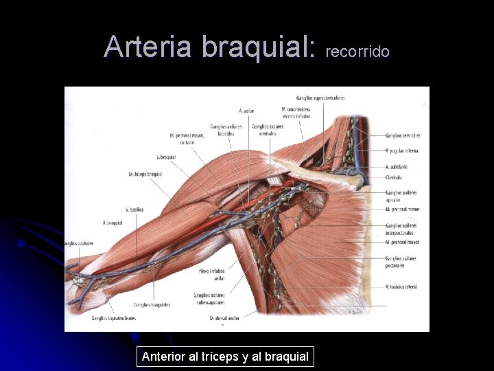 Arteria braquial: recorrido Anterior al tríceps y al braquial 