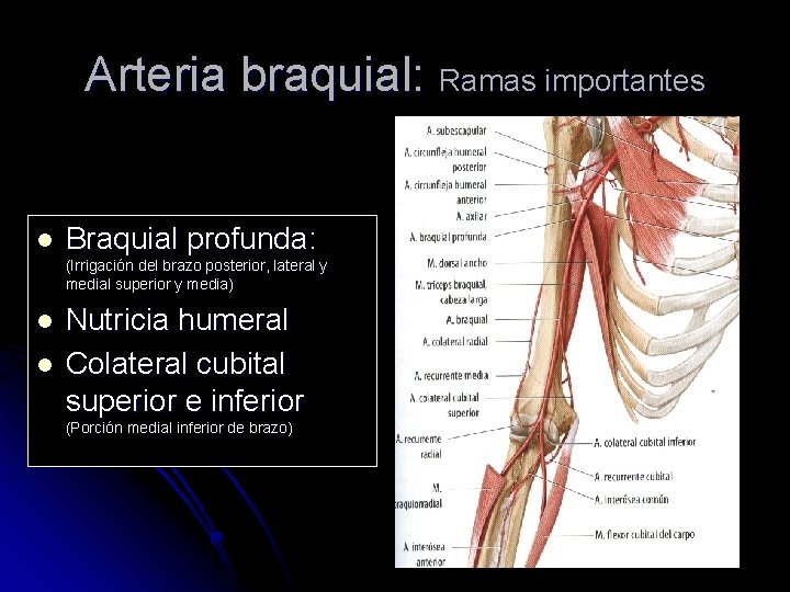 Arteria braquial: Ramas importantes l Braquial profunda: (Irrigación del brazo posterior, lateral y medial