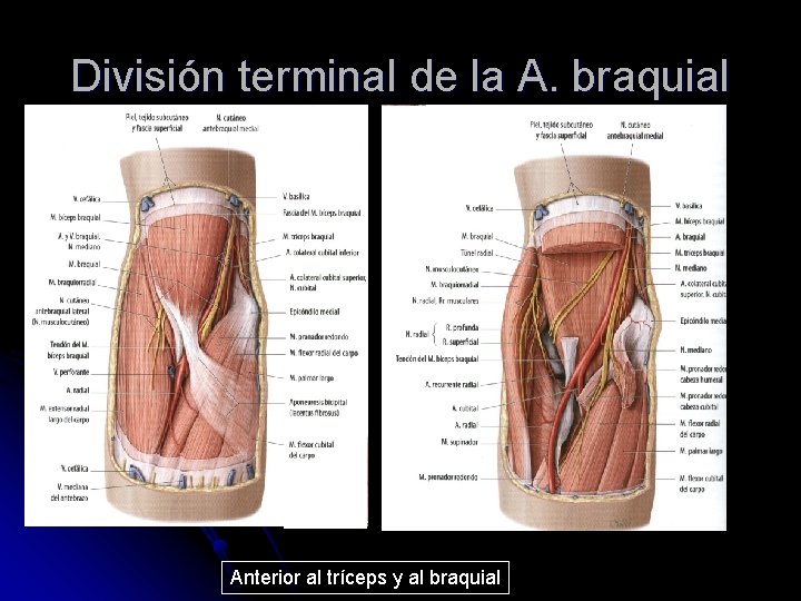 División terminal de la A. braquial Anterior al tríceps y al braquial 