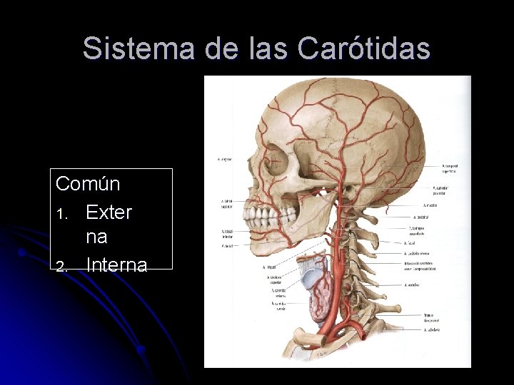 Sistema de las Carótidas Común 1. Exter na 2. Interna 