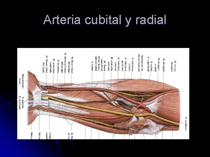 Arteria cubital y radial 