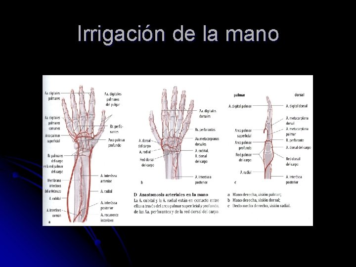 Irrigación de la mano 